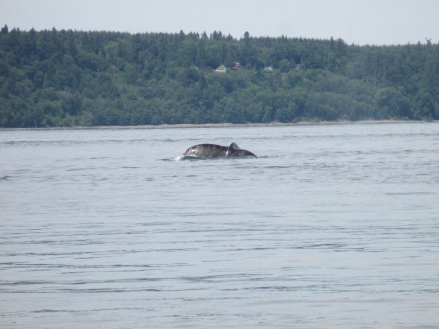 Humpback Whale