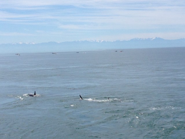 Orcas