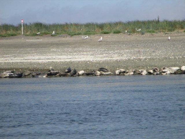 Wildlife at Marrowstone Island 